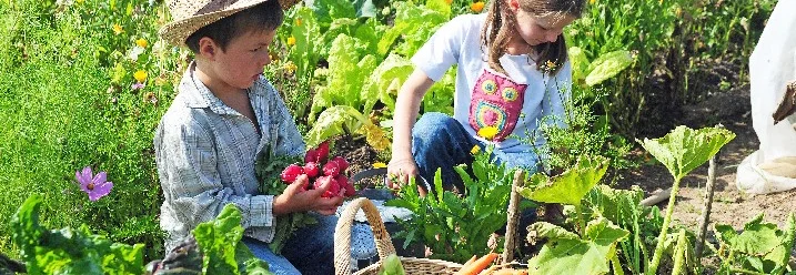 Zwei Kinder ernten Gemüse im Garten.